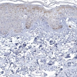 NIPAL1 Antibody, Novus Biologicals:Antibodies:Primary Antibodies